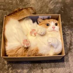 144520
